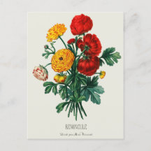 Bouquet antique, Fleurs Ranunculus rouges et jaune