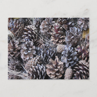 Carte Postale Bouquet de cônes de pin