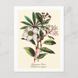 Carte Postale Bouquet de Rose de Noël vintage