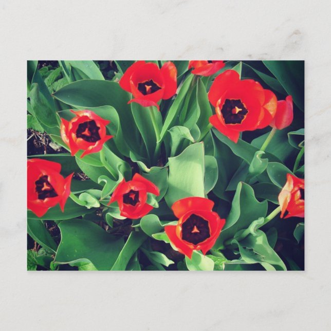 Carte Postale Bouquet de tulipes dans le jardin (Devant)