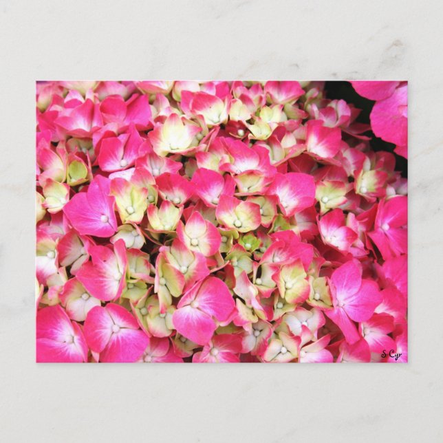 Carte Postale Bouquet Hydrangea rose (Devant)