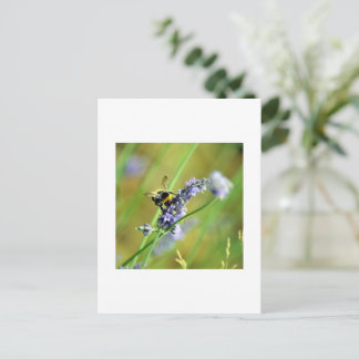 Carte Postale Bourdon & Lavande