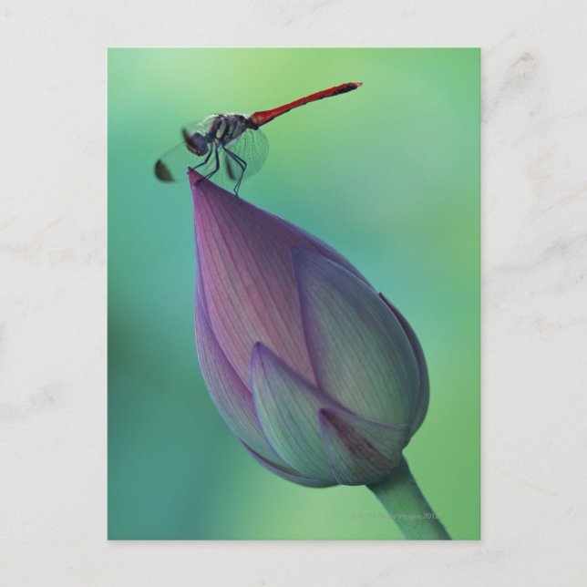 Carte Postale Bourgeon de lotus et libellule (Devant)
