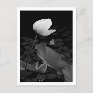 Carte Postale Bourgeon de nénuphar Lotus