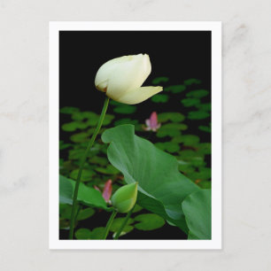 Carte Postale Bourgeon de nénuphar Lotus