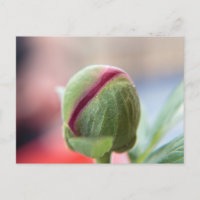 Bourgeon de Pivoine/Pfingstrosen