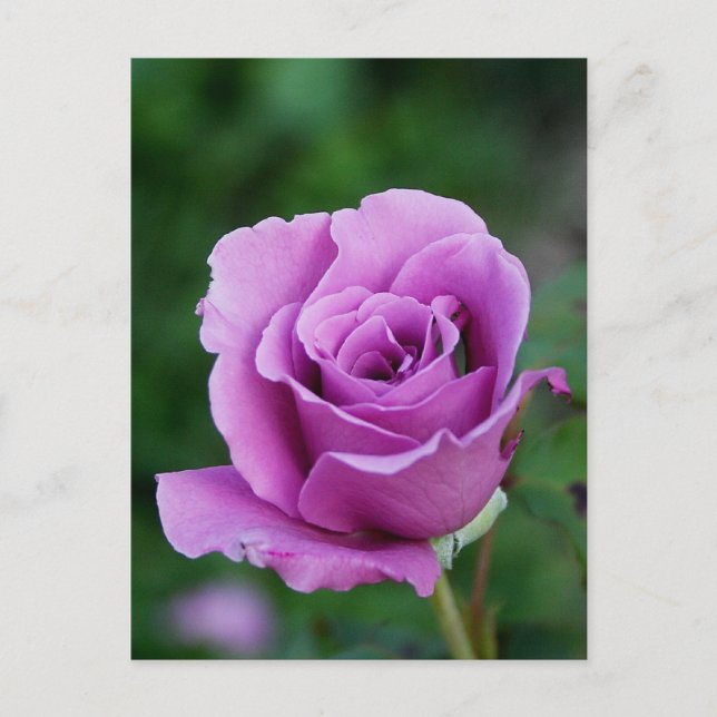 Carte Postale Bourgeon de rose de pourpre (Devant)