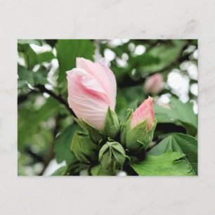 Carte Postale Bourgeon de rose de Sharon rose au printemps