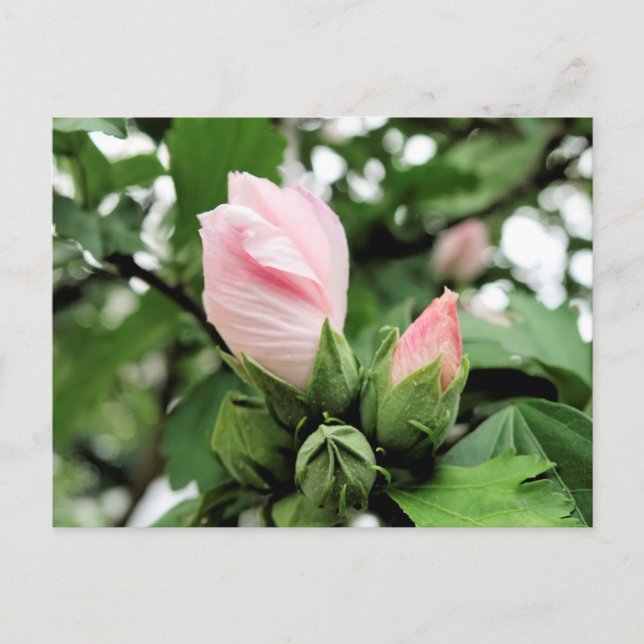 Carte Postale Bourgeon de rose de Sharon rose au printemps (Devant)