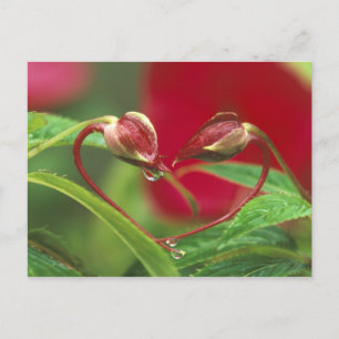 Carte Postale Bourgeons de bégonia en forme de cœur avec des gou