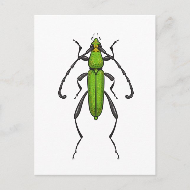 Carte Postale Bousier vert (Devant)