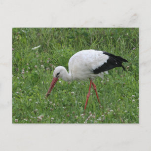 Carte Postale Boutique 3
