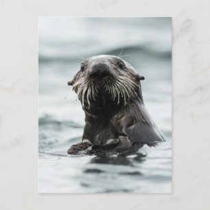 Carte Postale Bouton