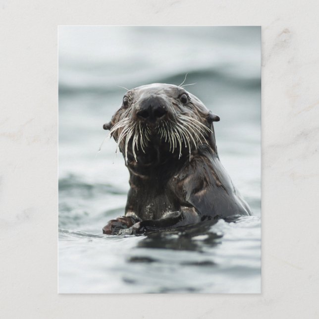 Carte Postale Bouton (Devant)