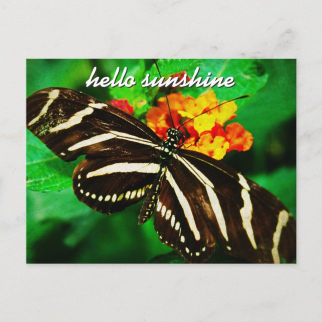 Carte Postale Bouton Blancs Noir Bonjour Sunshine Script (Devant)