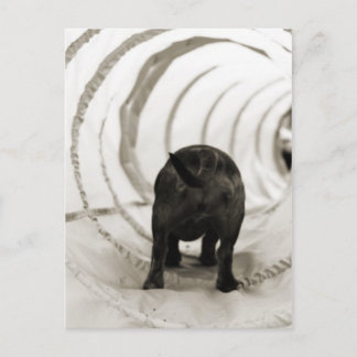 Carte Postale Bouton de chiot