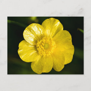 Carte Postale Bouton de prairie