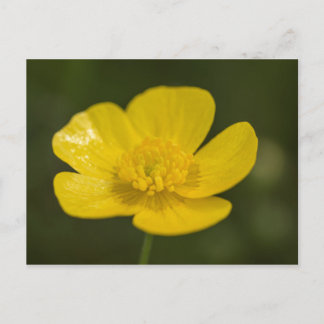 Carte Postale Bouton de prairie