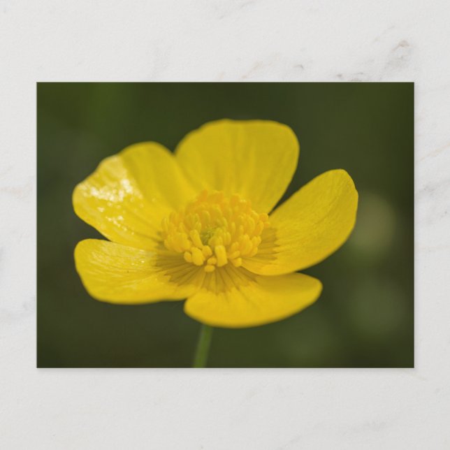Carte Postale Bouton de prairie (Devant)