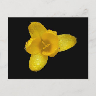 Carte Postale Bouton d'or sur fond noir