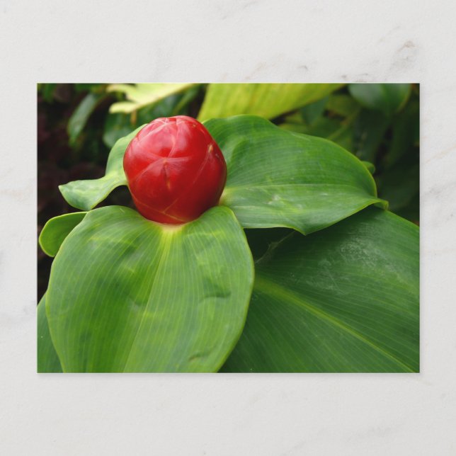 Carte Postale Bouton Rouge - Martinique, FWI (Devant)