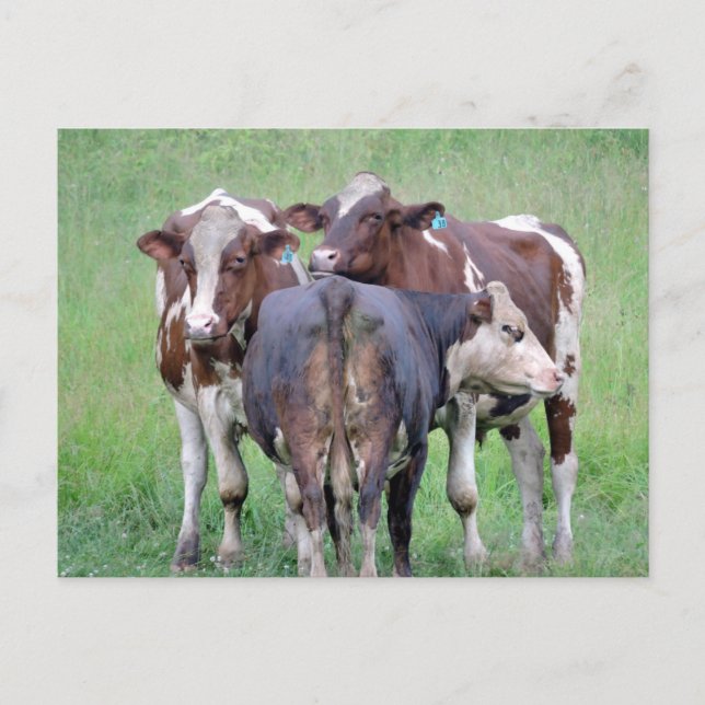 Carte postale Bouton Up Cow (Devant)
