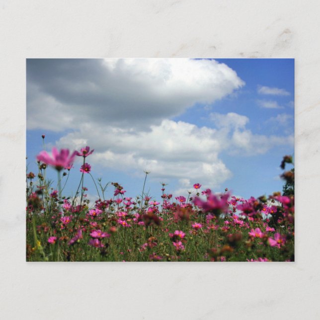 Carte Postale Boutons (Devant)