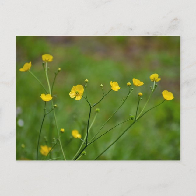 Carte Postale Boutons (Devant)