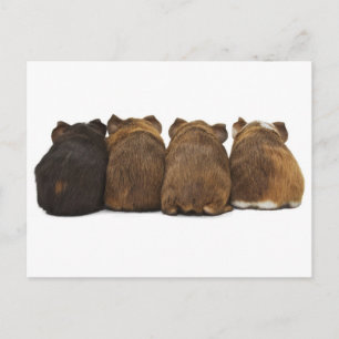 Carte postale Boutons de porc de Guinée