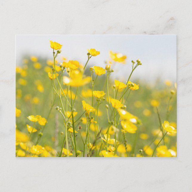 Carte Postale Boutons de prairie (Devant)