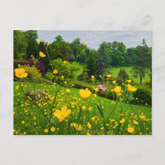 Carte Postale Boutons d'or 