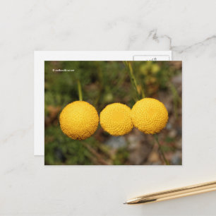 Carte Postale Boutons d'or crépitant Cotula Tiffindell Gold Flow