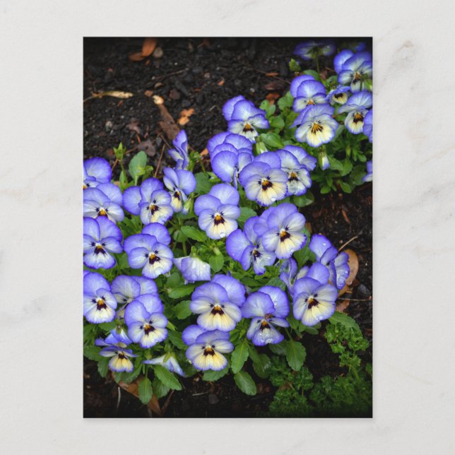 Carte Postale Boutons mignons (Devant)