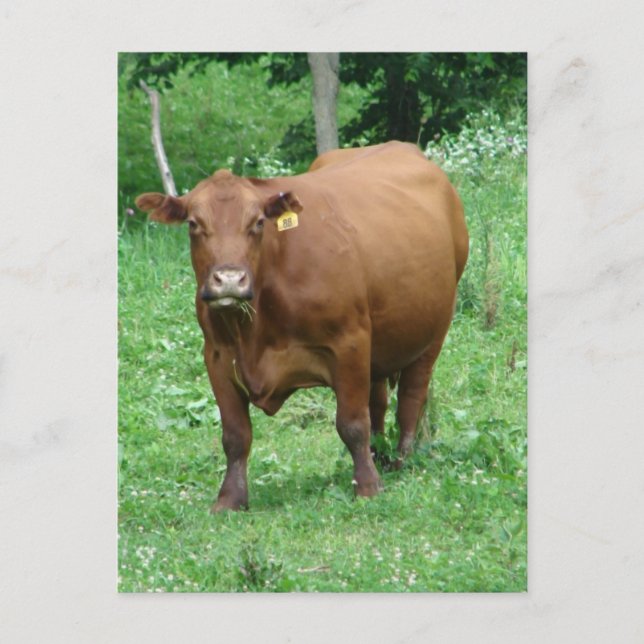 Carte Postale Bovin Rouge (Devant)