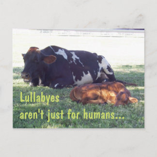 Carte Postale Bovine Lullaby