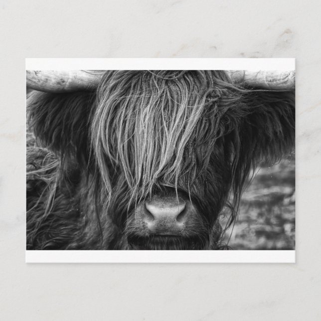 Carte Postale Bovins écossais des Highlands - Écosse (Devant)