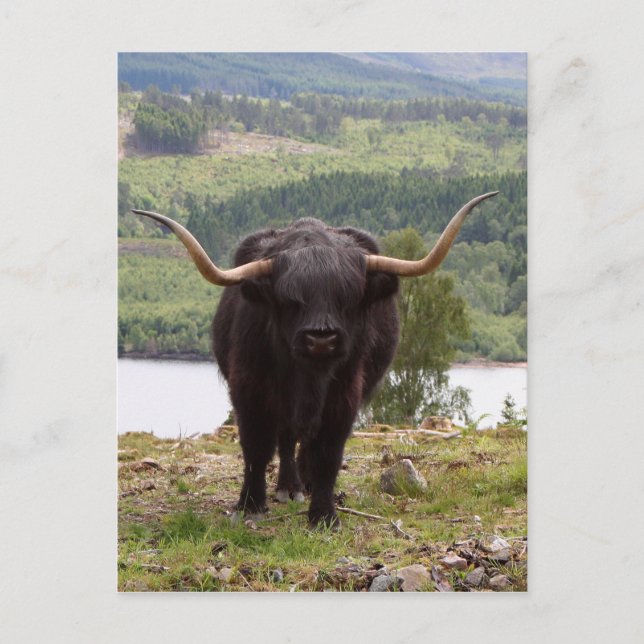 Carte Postale Bovins Highland noirs, Écosse (Devant)
