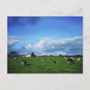 Carte Postale Bovins Holstein-Friesian près de Thurles, Co