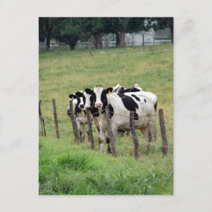 Carte Postale Bovins laitiers