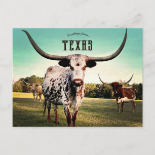 Carte Postale Bovins Longhorn à Atlanta Texas