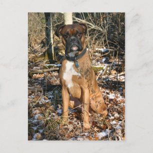 Carte Postale Boxe Walk Woods