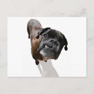 Carte Postale Boxer Chien race