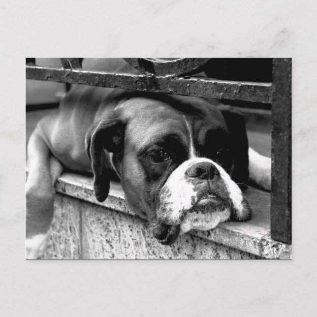 Carte Postale Boxer Chien sur Windowsill pc arc2 (Devant)
