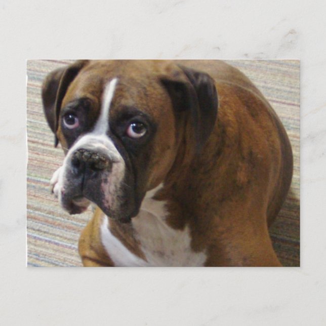 Carte postale Boxer Dog (Devant)