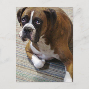 Carte postale Boxer Dog