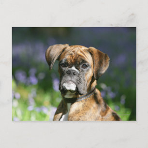 Carte Postale Boxer Dog Headshot