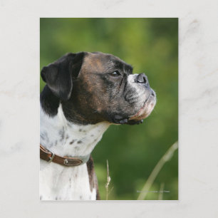 Carte Postale Boxer Dog Profile
