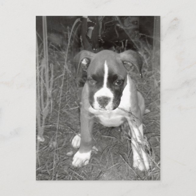 Carte postale Boxer Pup (Devant)