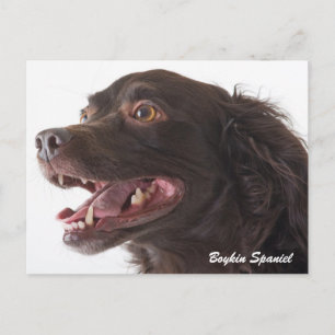 Carte postale Boykin Spaniel