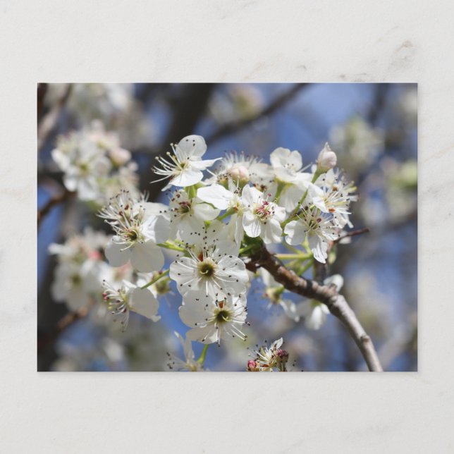CARTE POSTALE BRADFORD PEAR BLOSSOMS (Devant)